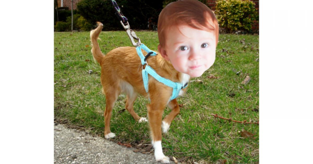 #MonEnfantNestPasUnChien : une étude de cas sur le harnais de protection.