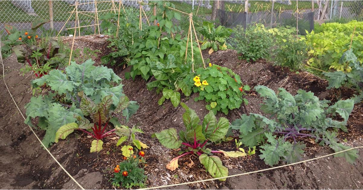 Un petit bout de terre en ville grâce aux jardins communautaires