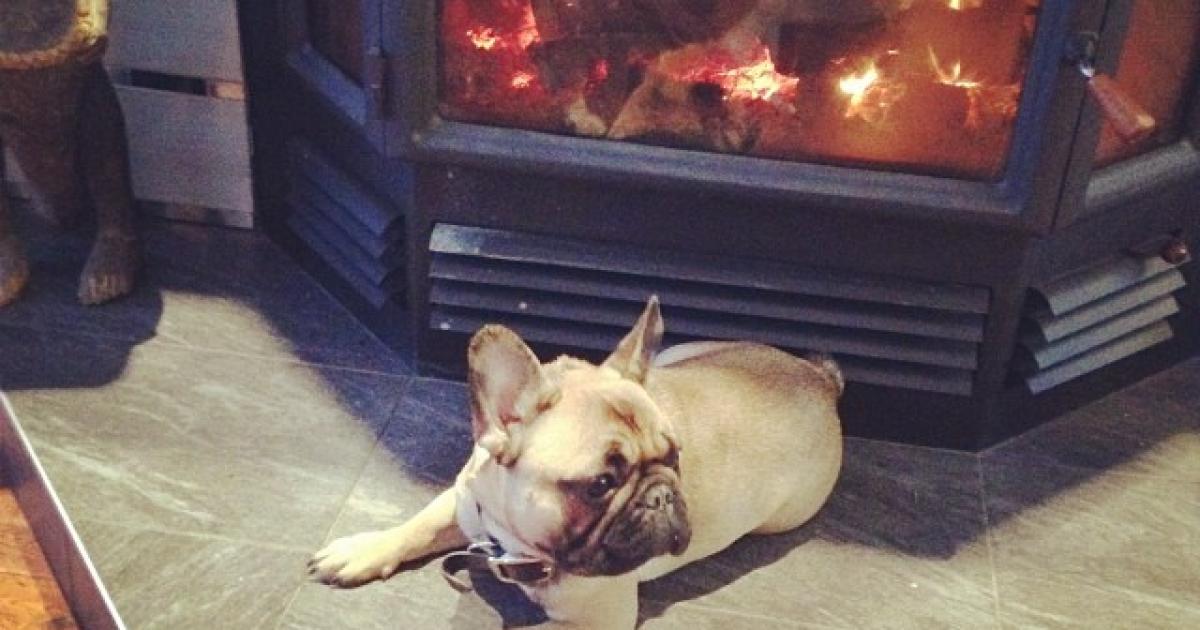 Bien préparer ses chiens pour le temps des fêtes, du toilettage aux aliments à éviter!