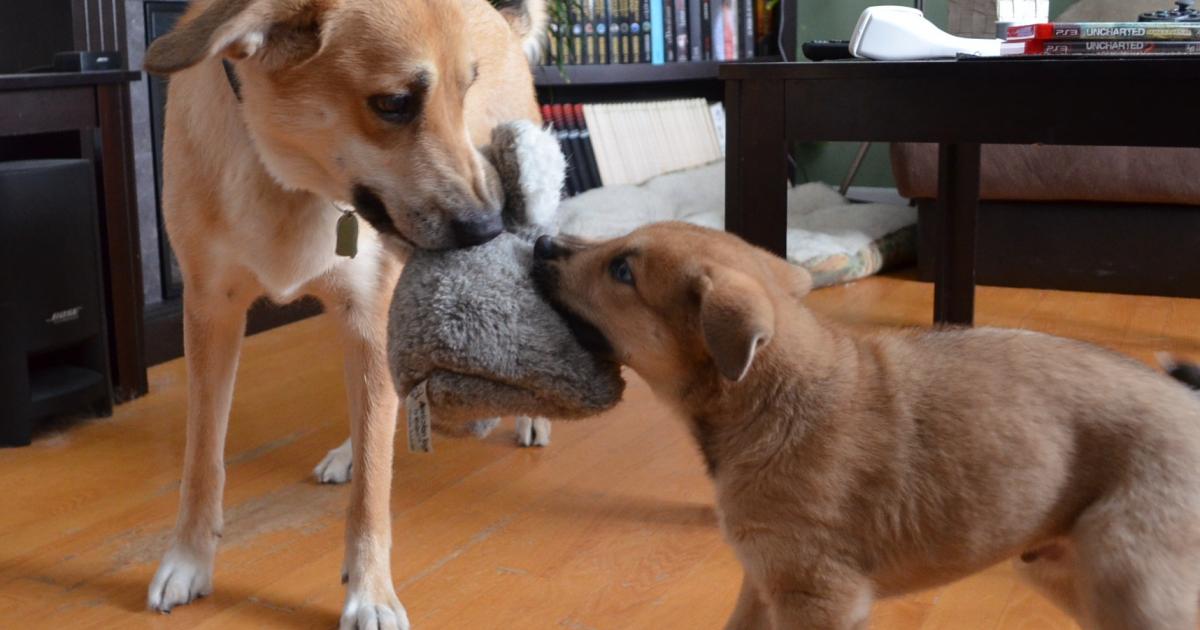 Ma chienne de vie de parent : apprendre la maternité différemment
