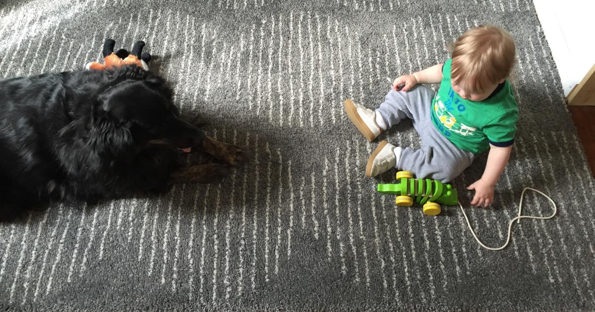 Gros chien et petit bébé : bilan d'une cohabitation
