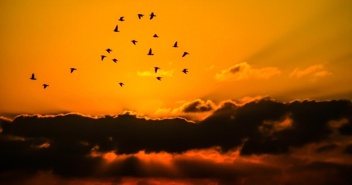 Quand le congé de maternité permet d’écouter les oiseaux chanter