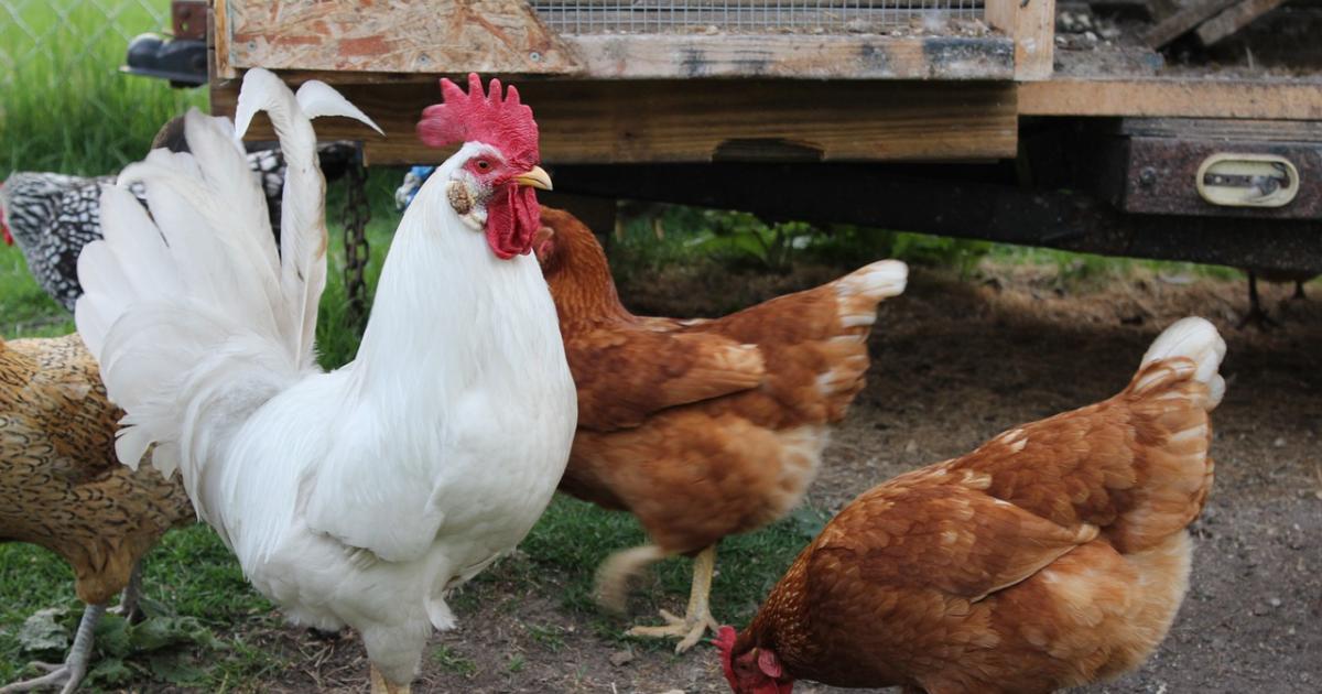 Un coq dans la basse-cour!