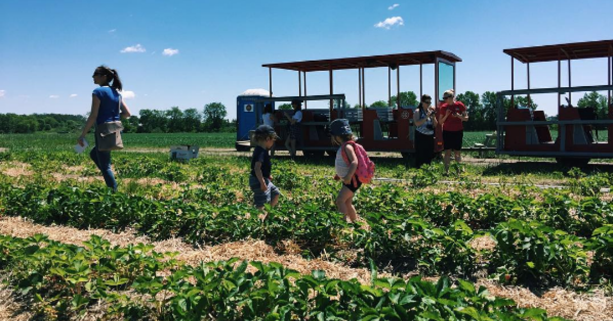 La cueillette des fraises au Québec, une belle façon de montrer à vos enfants d’où vient la nourriture