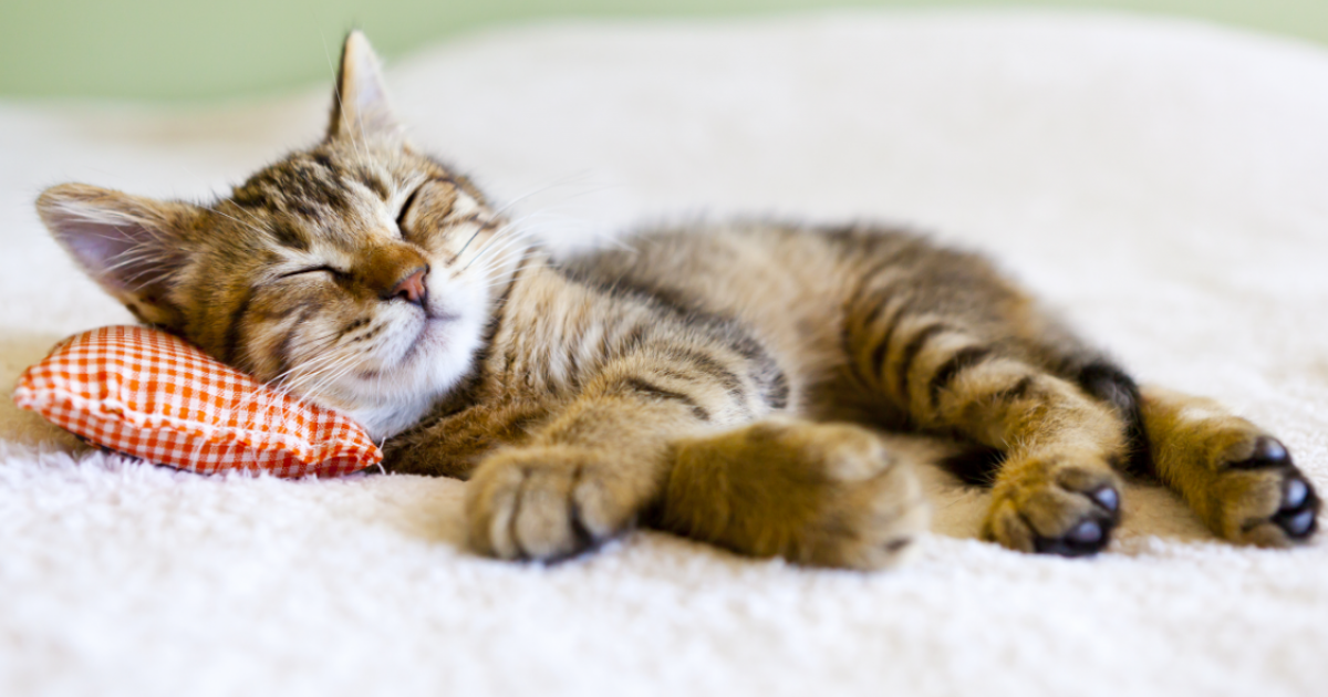 Hommage à la petite sieste de l'après-midi