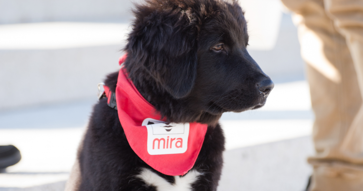 Le 24 octobre, c’est « La journée qui a du chien » à V, et vous devriez y participer!