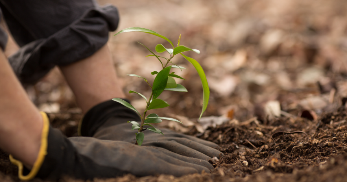 « Mon arbre à moi » : pour chaque nouveau-né, un arbre gratuit à planter!