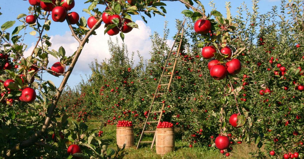 Autocueillette : les vergers qu’on porte dans nos cœurs (de pommes)!