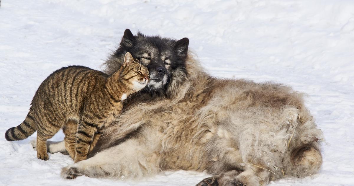 Même les animaux ont besoin de leurs amis! 2 livres mignons avec des petits compagnons