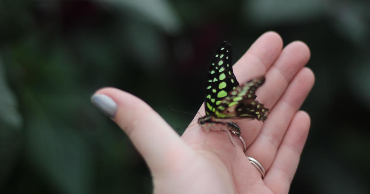 Découvrir les papillons en liberté avec son enfant, c’est magique!