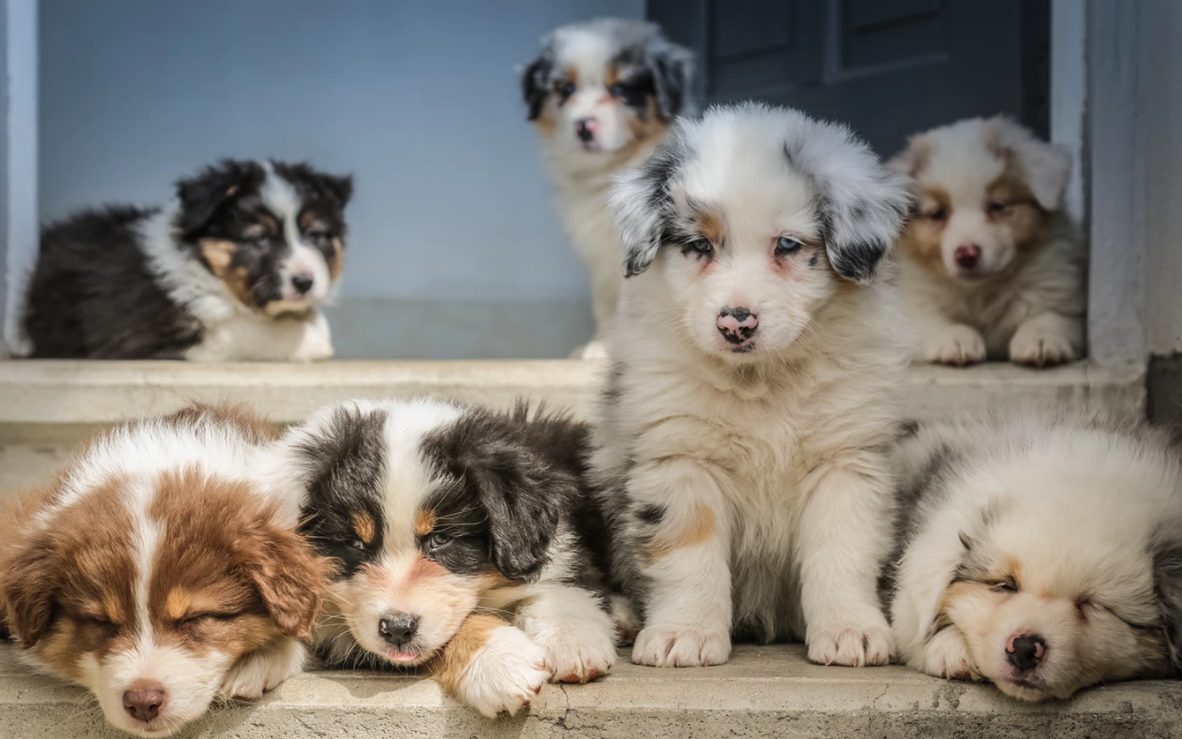 BONNE NOUVELLE! La vente de chats, de chiens et de lapins sera interdite en animalerie