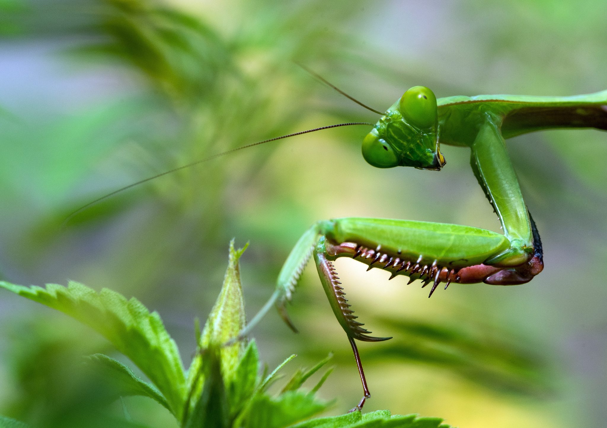 La Bibitte Mobile: le Festival des Insectes est actuellement en tournée au Québec