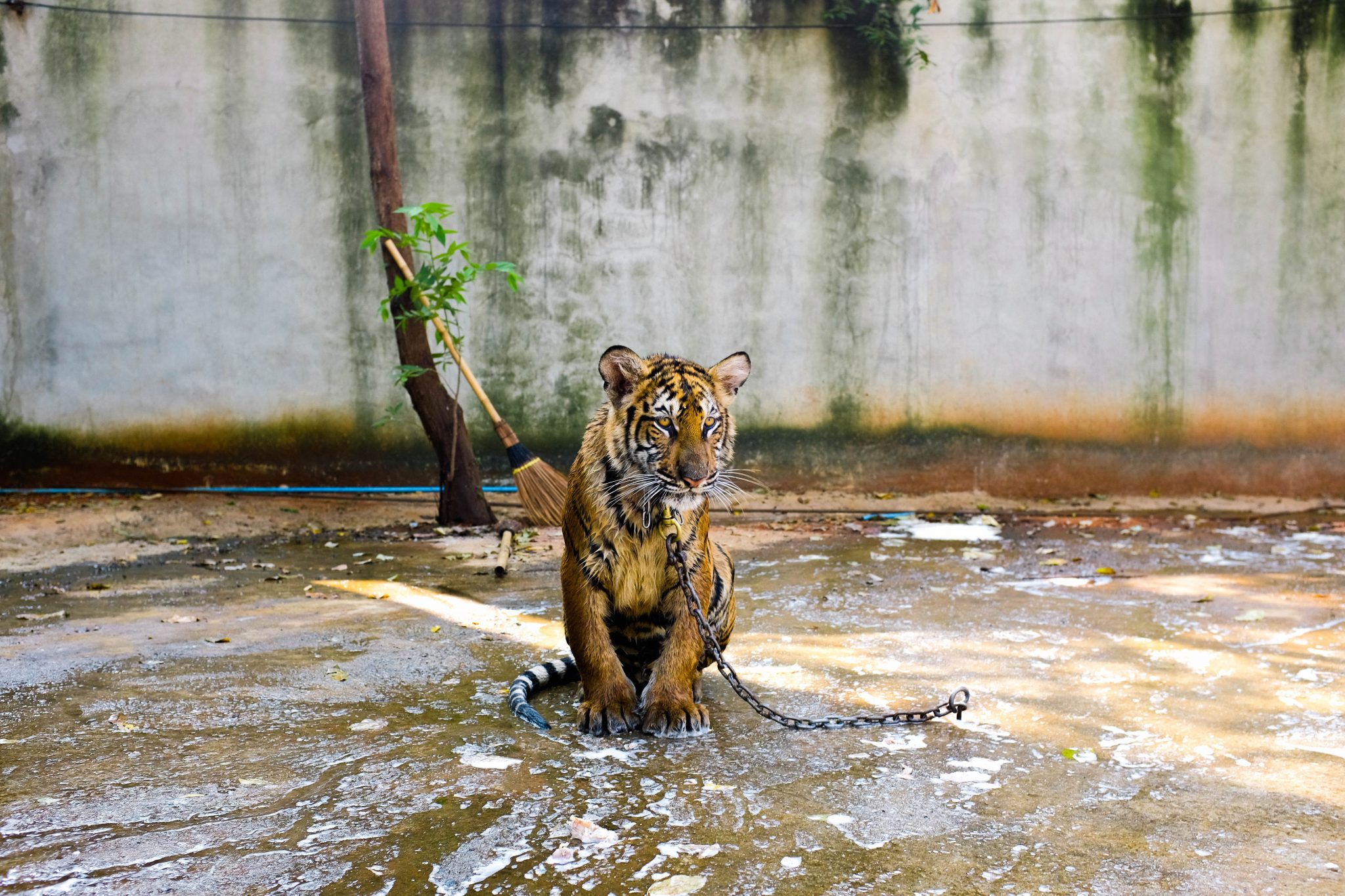 Sommes-nous complices de l’exploitation touristique des animaux?