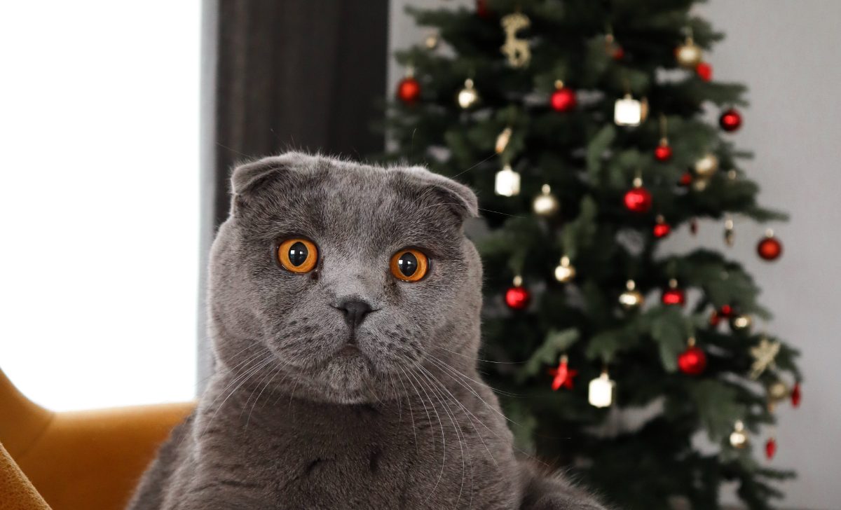 Guide-cadeaux pour nos bébés poilus
