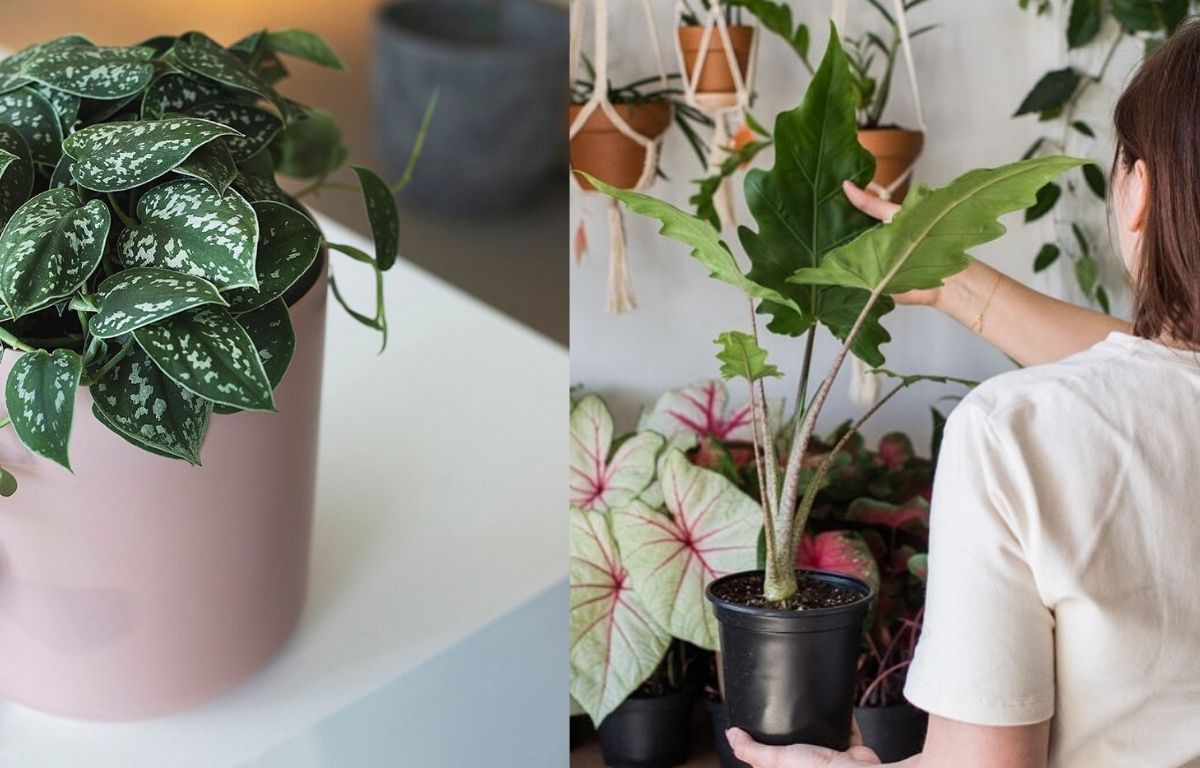 5 compagnies québécoises où commander de magnifiques plantes d'intérieur