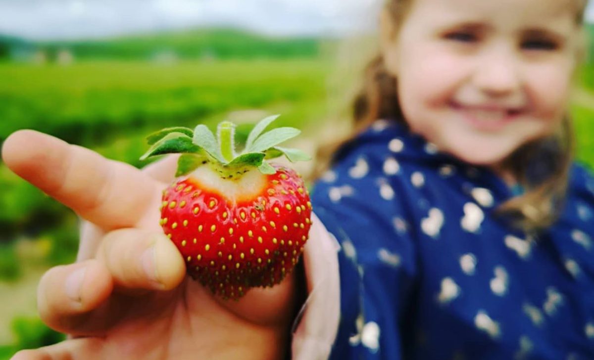 Ces six endroits vous permettent de faire de l’autocueillette de fraises avec les minis