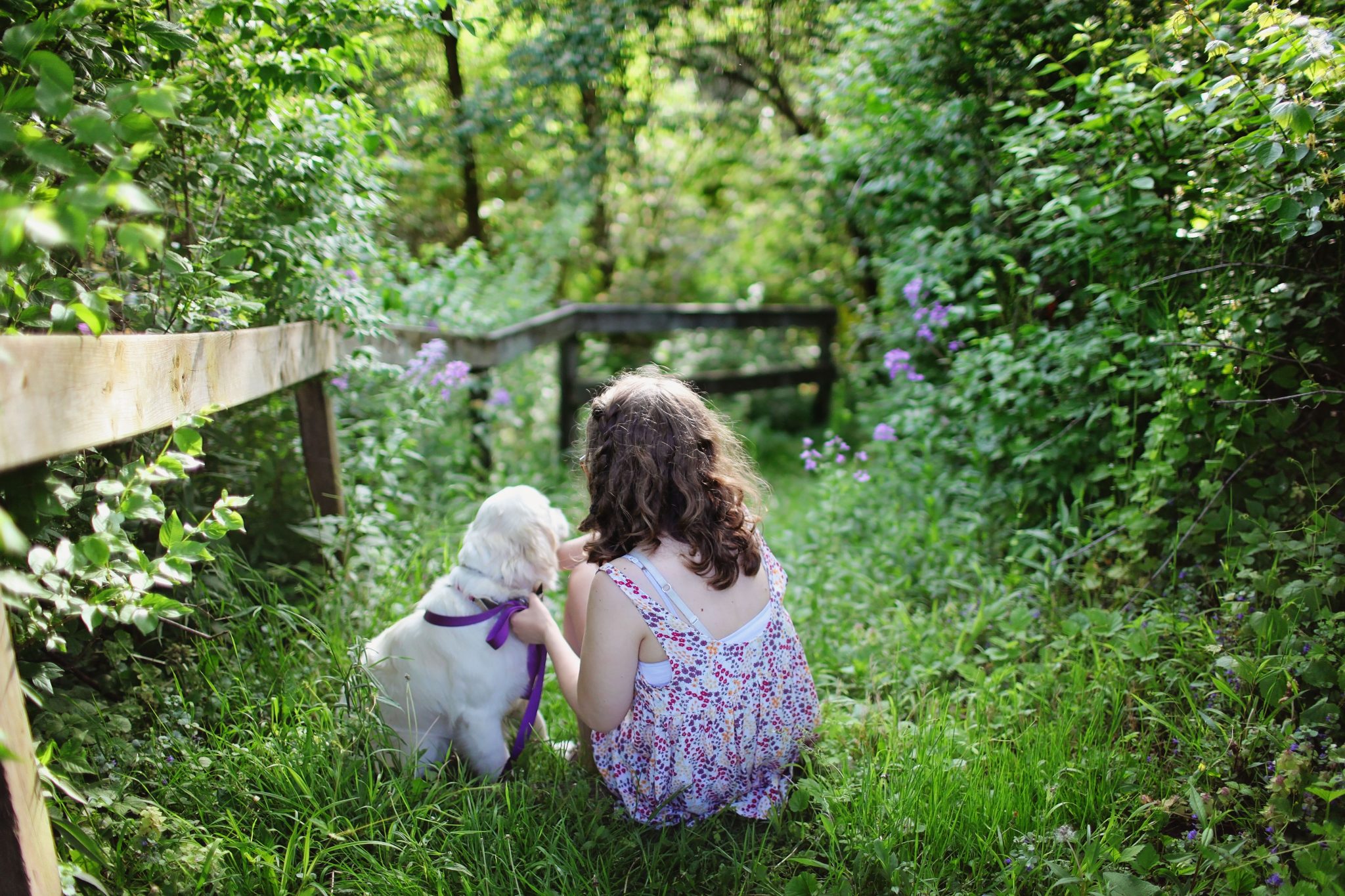 Les races de chiens préférées des familles