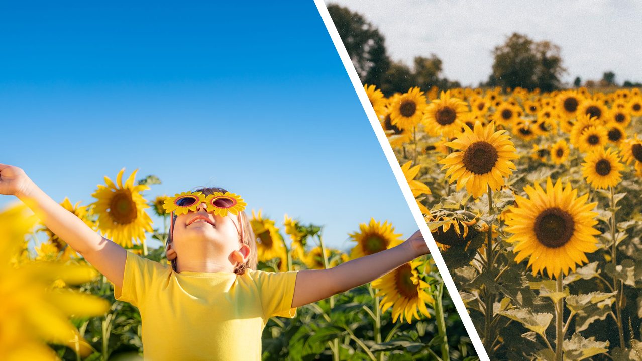 Ce champ de tournesol est génial à visiter en famille!