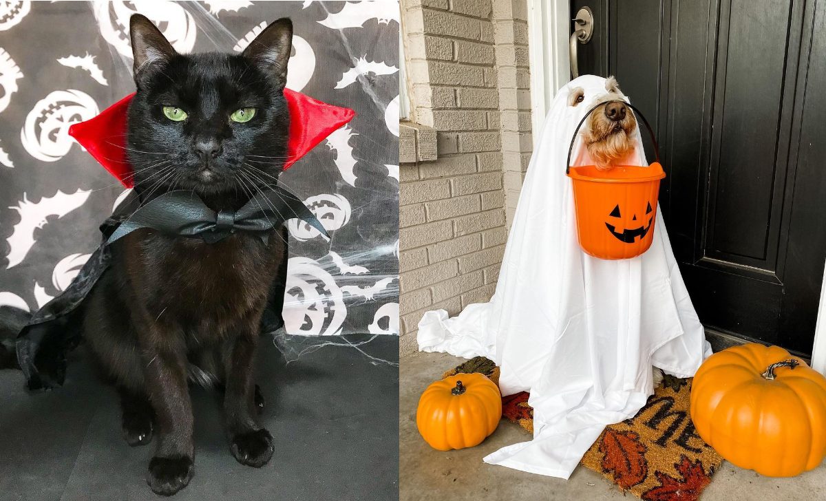 10 adorables idées de costumes pour les animaux