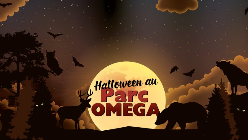 Une fête d’Halloween unique avec le Parc Omega!