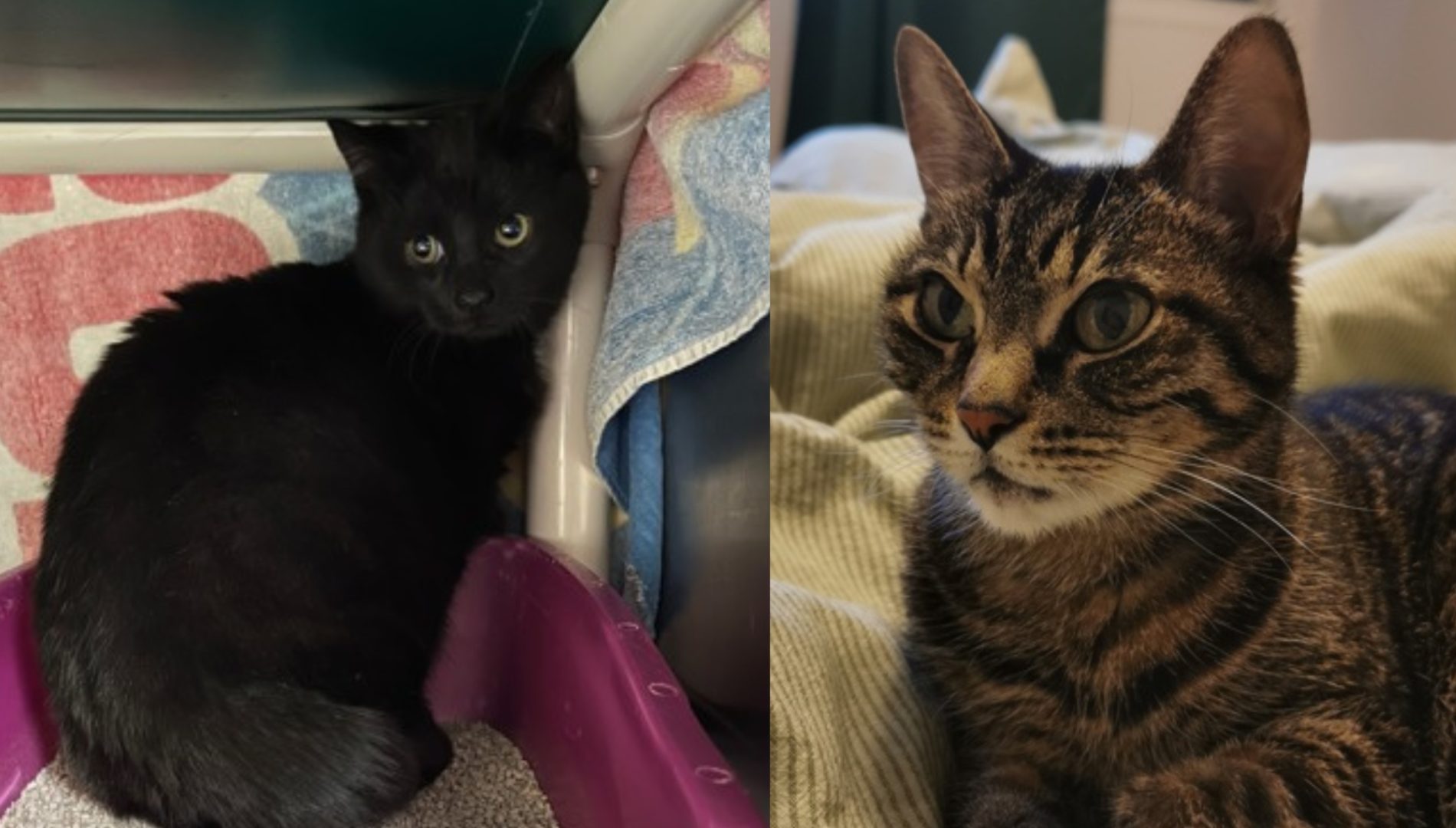 10 chats à la SPCA de Montréal qui ont besoin de vous!