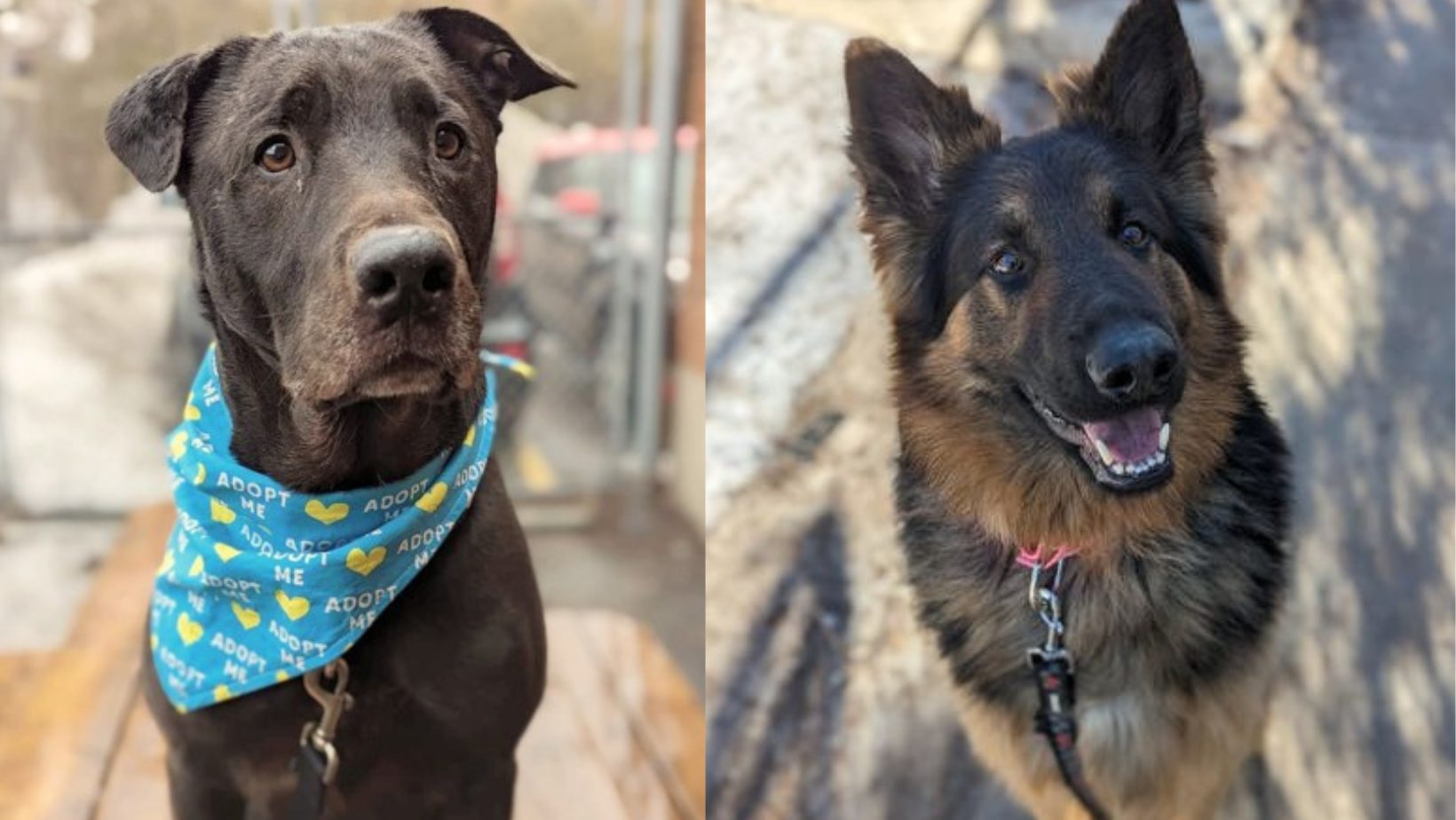 10 chiens disponibles à l'adoption qui n'attendent que vous!