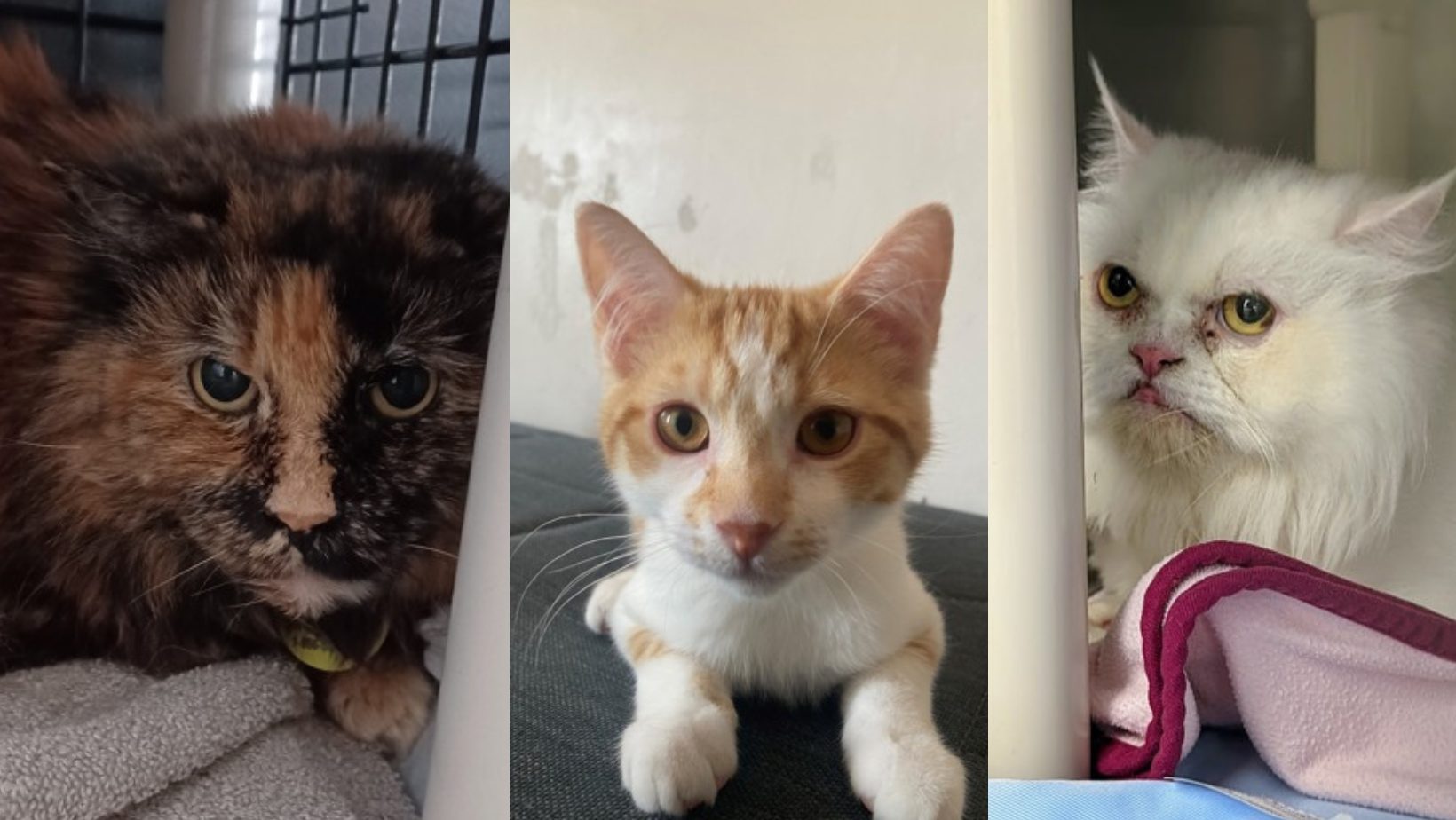 Ces 35 chats attendent avec impatience que vous les adoptiez!