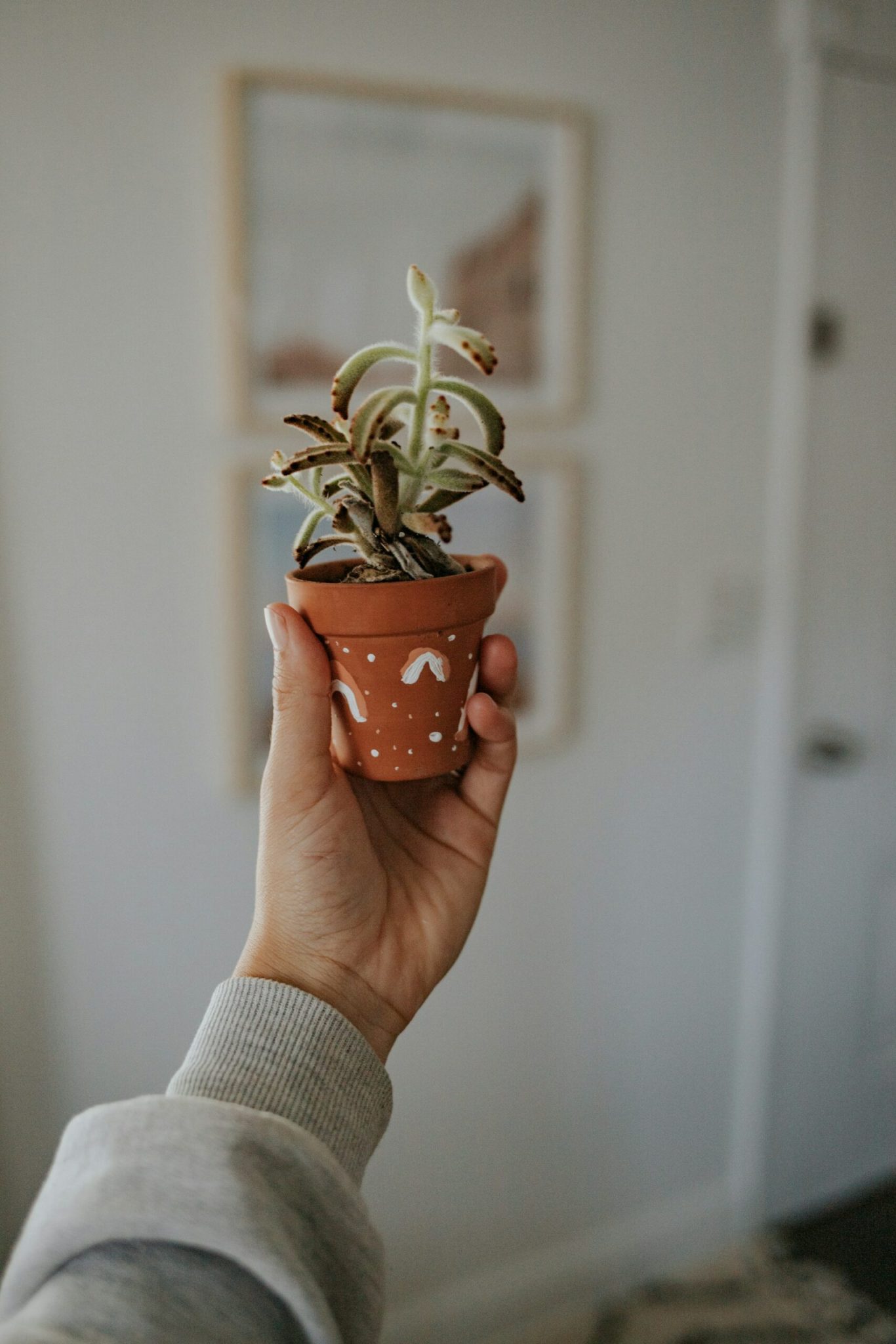 Pots de fleurs