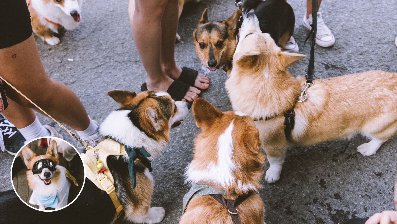 Le rassemblement de corgis à Montréal bientôt de retour!