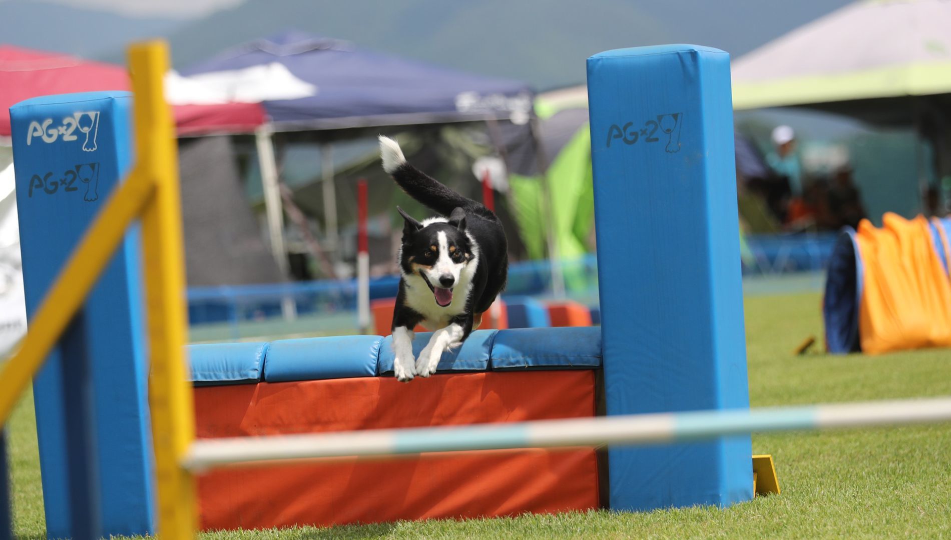 Les 10 meilleures races de chiens pour les compétitions d’agilité