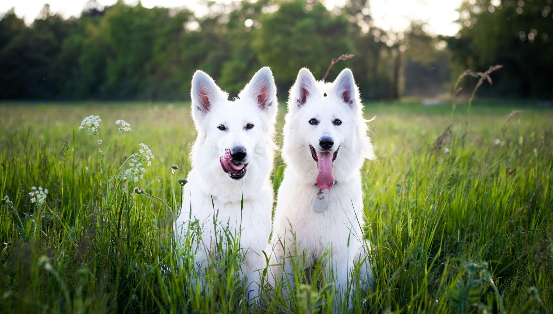 15 façons de savoir si un éleveur de chiens est éthique - TPL Moms