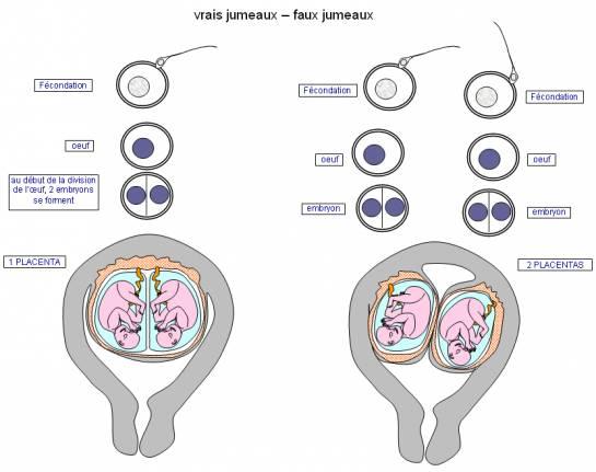 Fédération Jumeaux et Plus