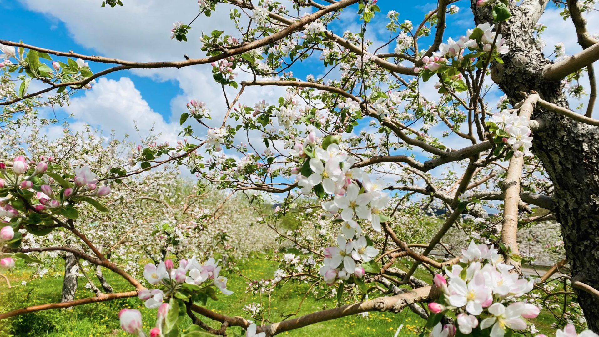 Aller voir les pommiers en fleurs