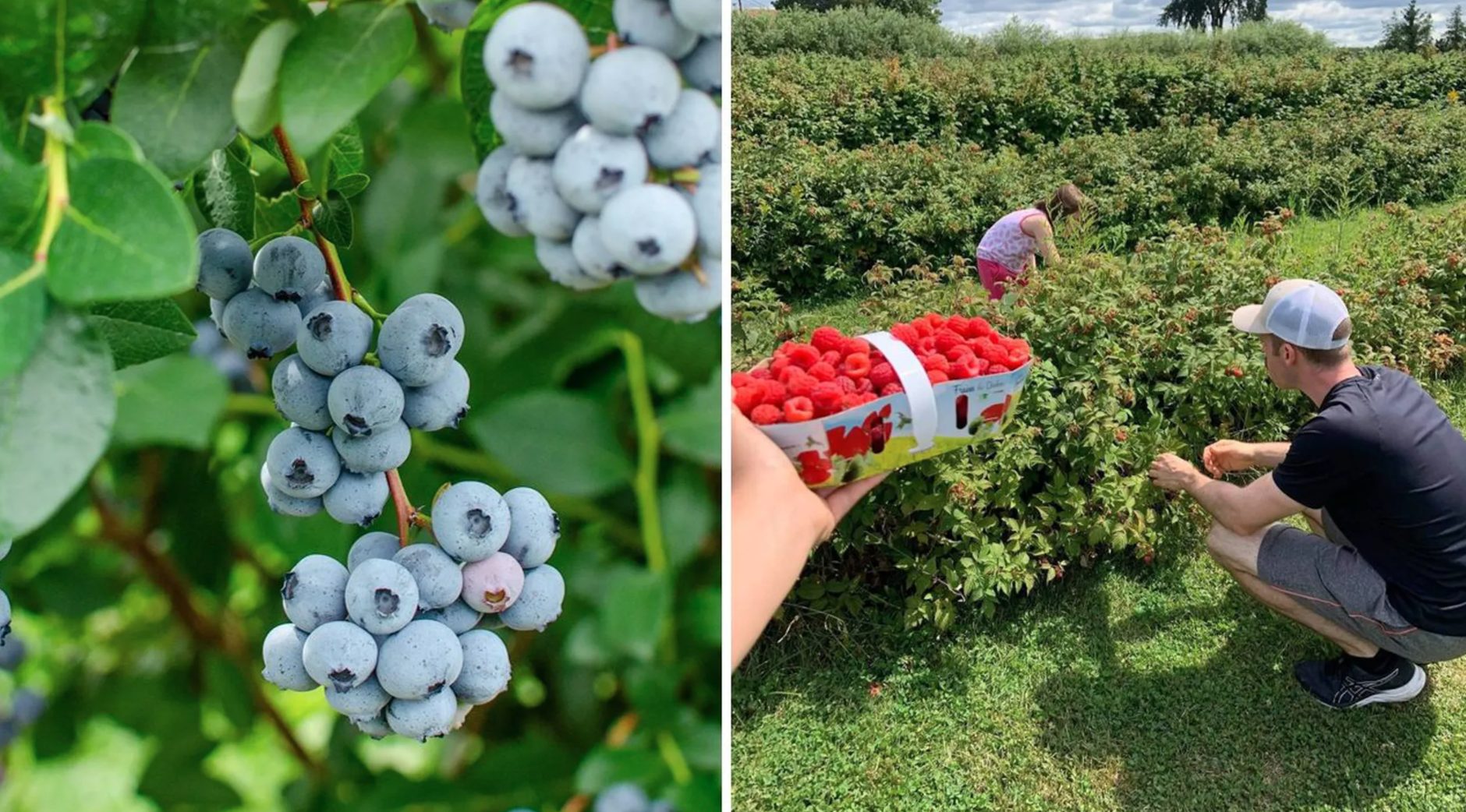 Faire de l'autocueillette de fruits