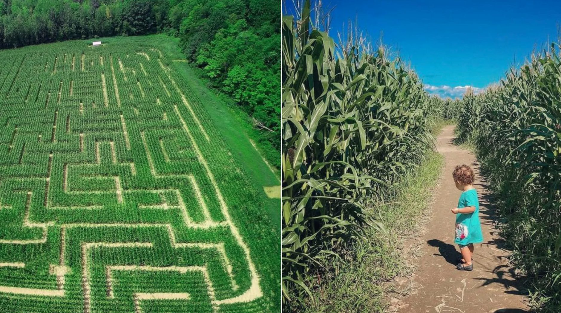 Visiter un labyrinthe de maïs
