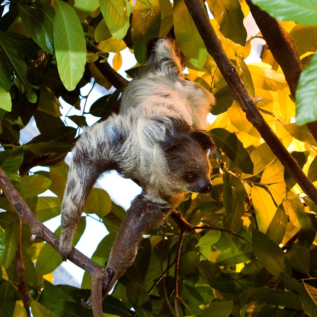 Le Biodôme