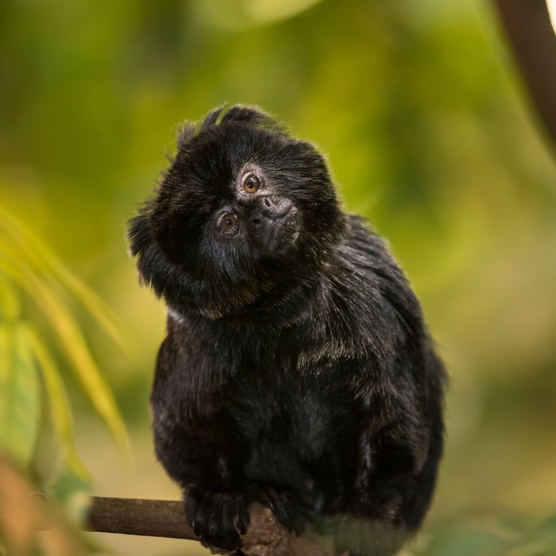 Visiter le Biodôme