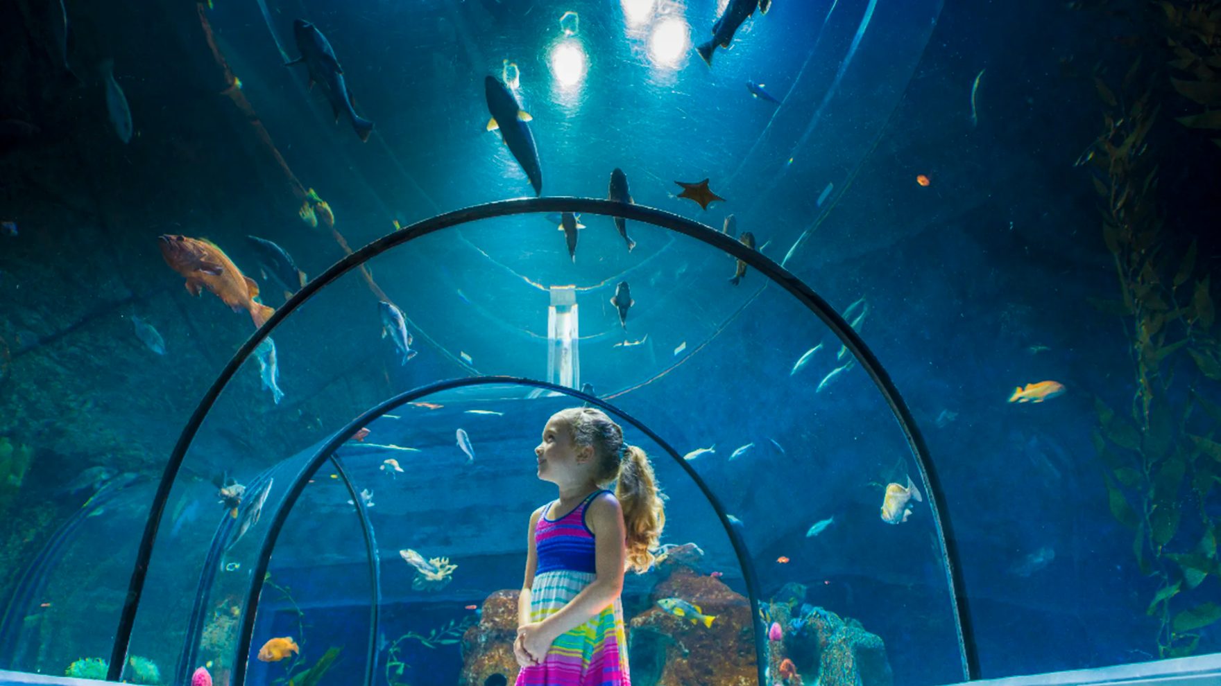Découvrir la nouvelle exposition immersive à l'Aquarium du Québec