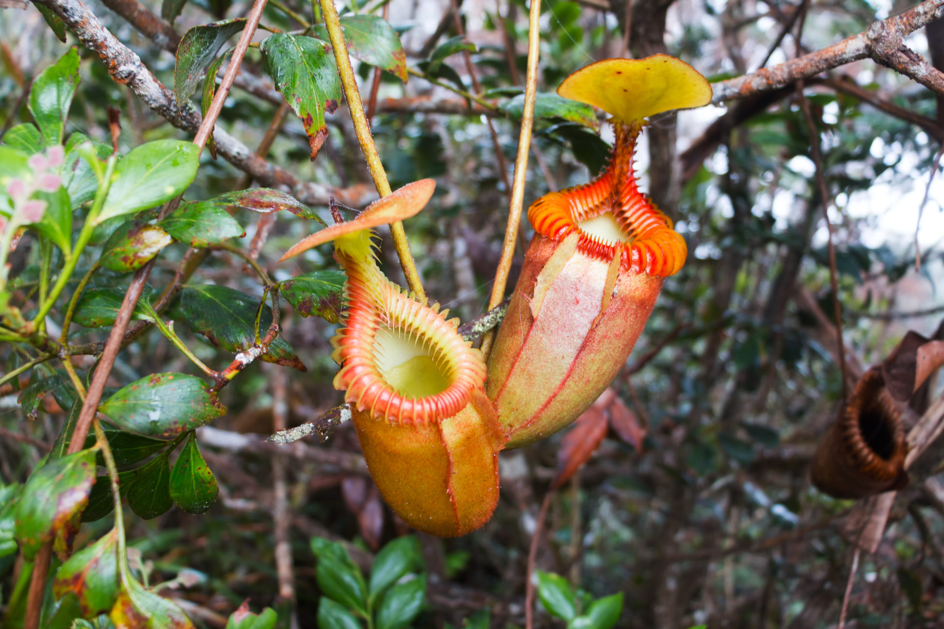 Les plantes carnivores
