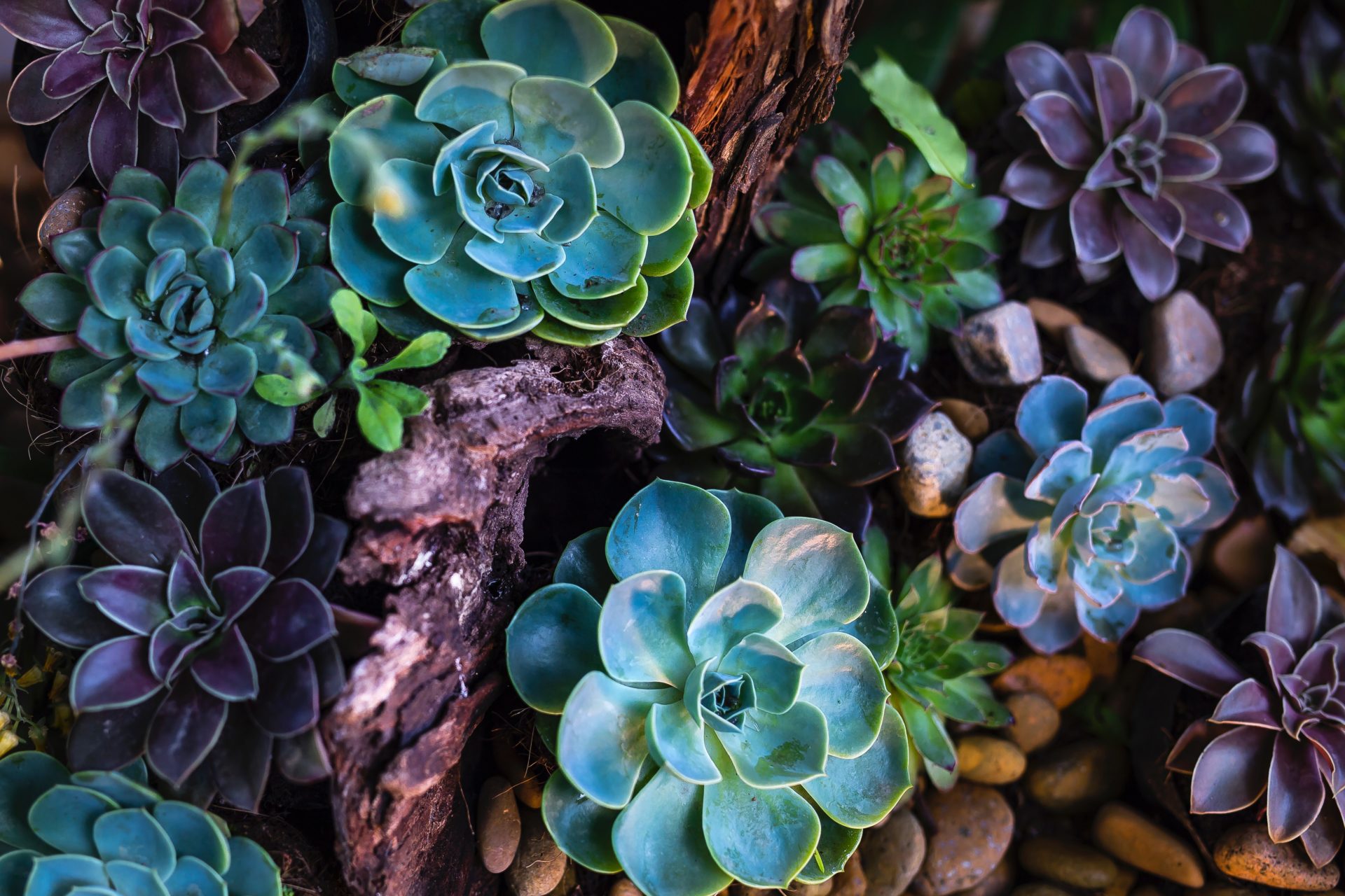 Les succulentes