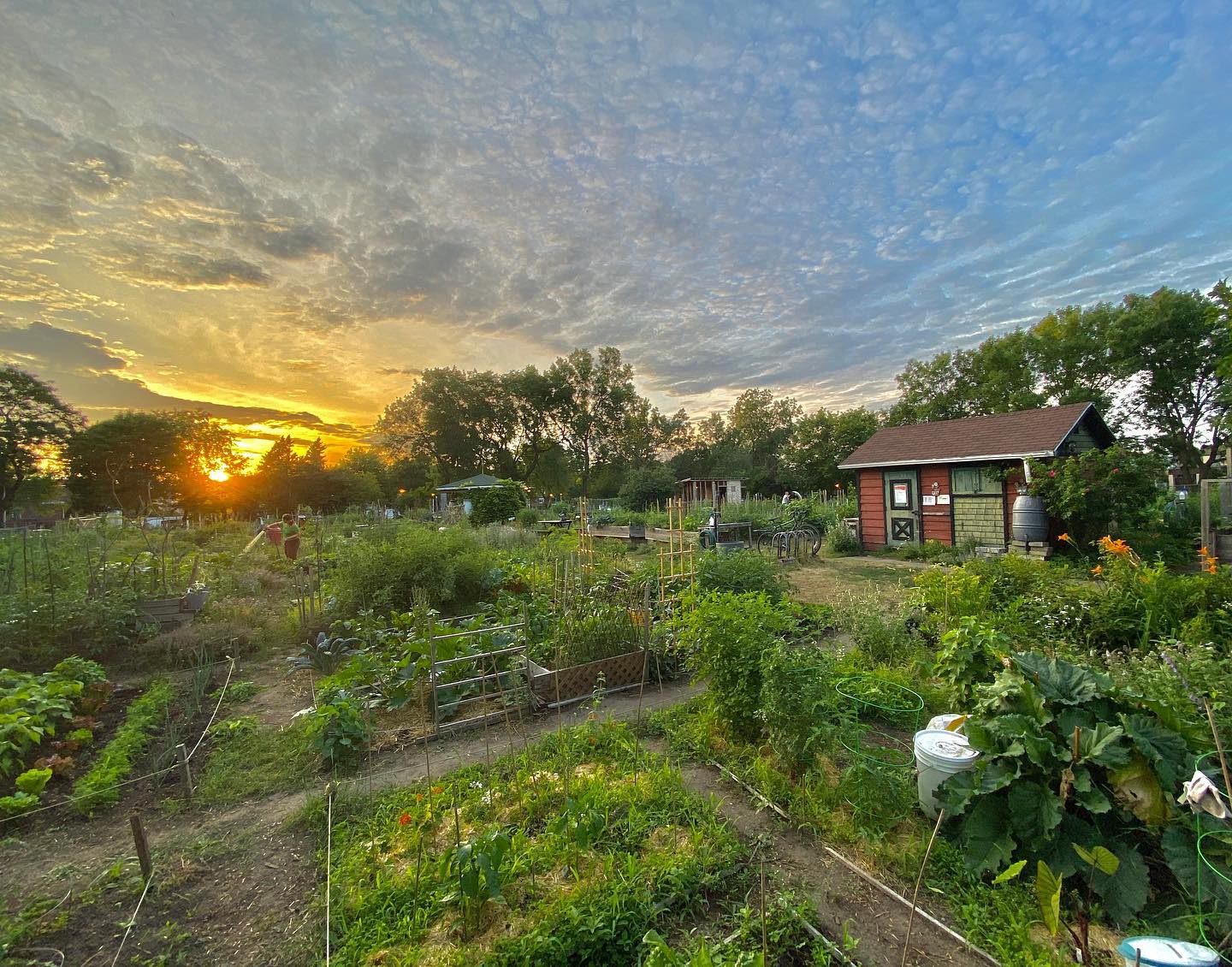 Jardin communautaire Père-Marquette
