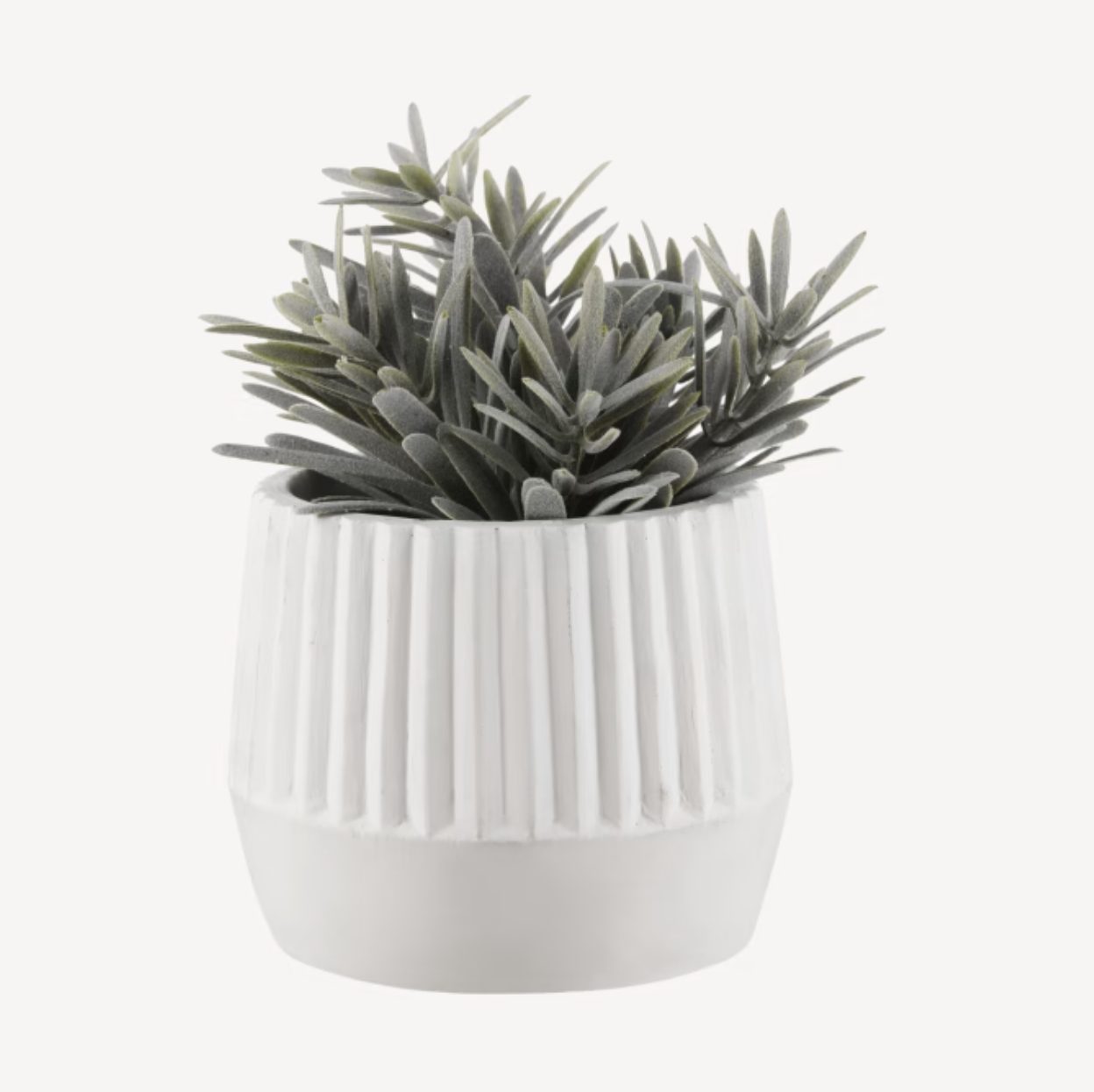Plante succulente dans un pot en céramique