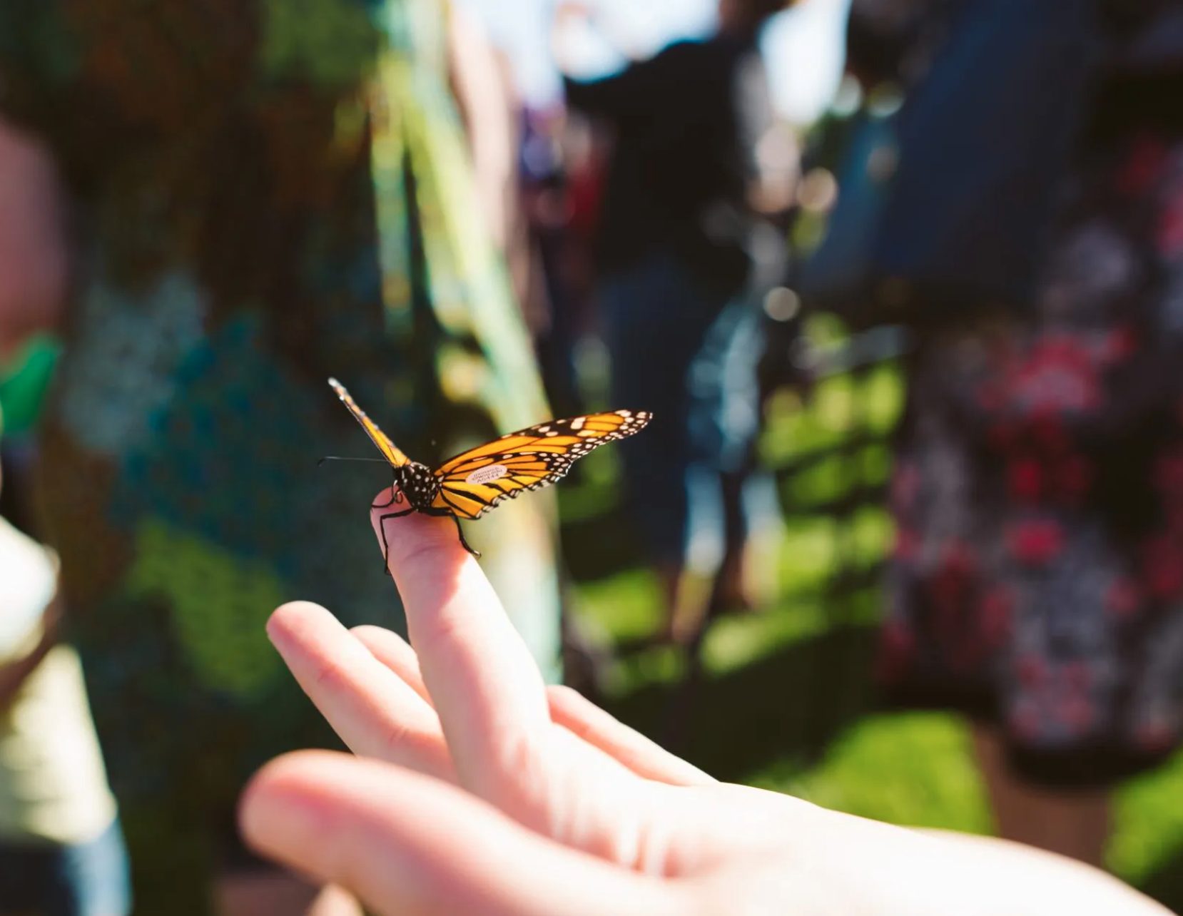 Visiter les volières de papillons de BFLY