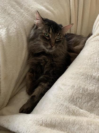 Sofia