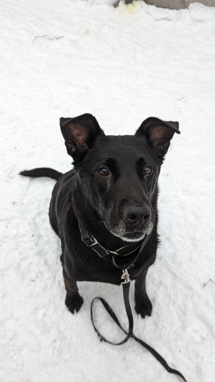 Buddy