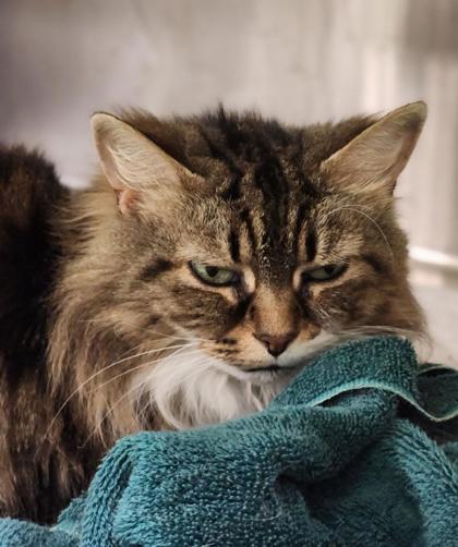 Minou