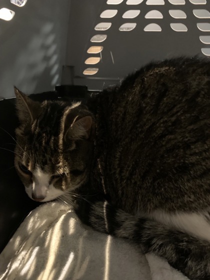 Catou