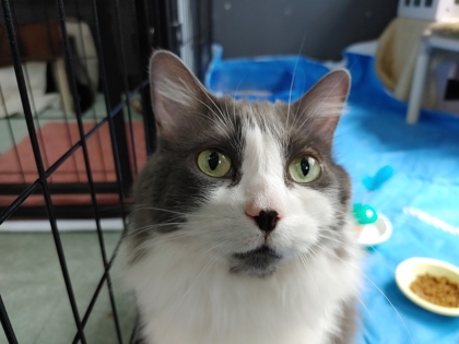 Mimi