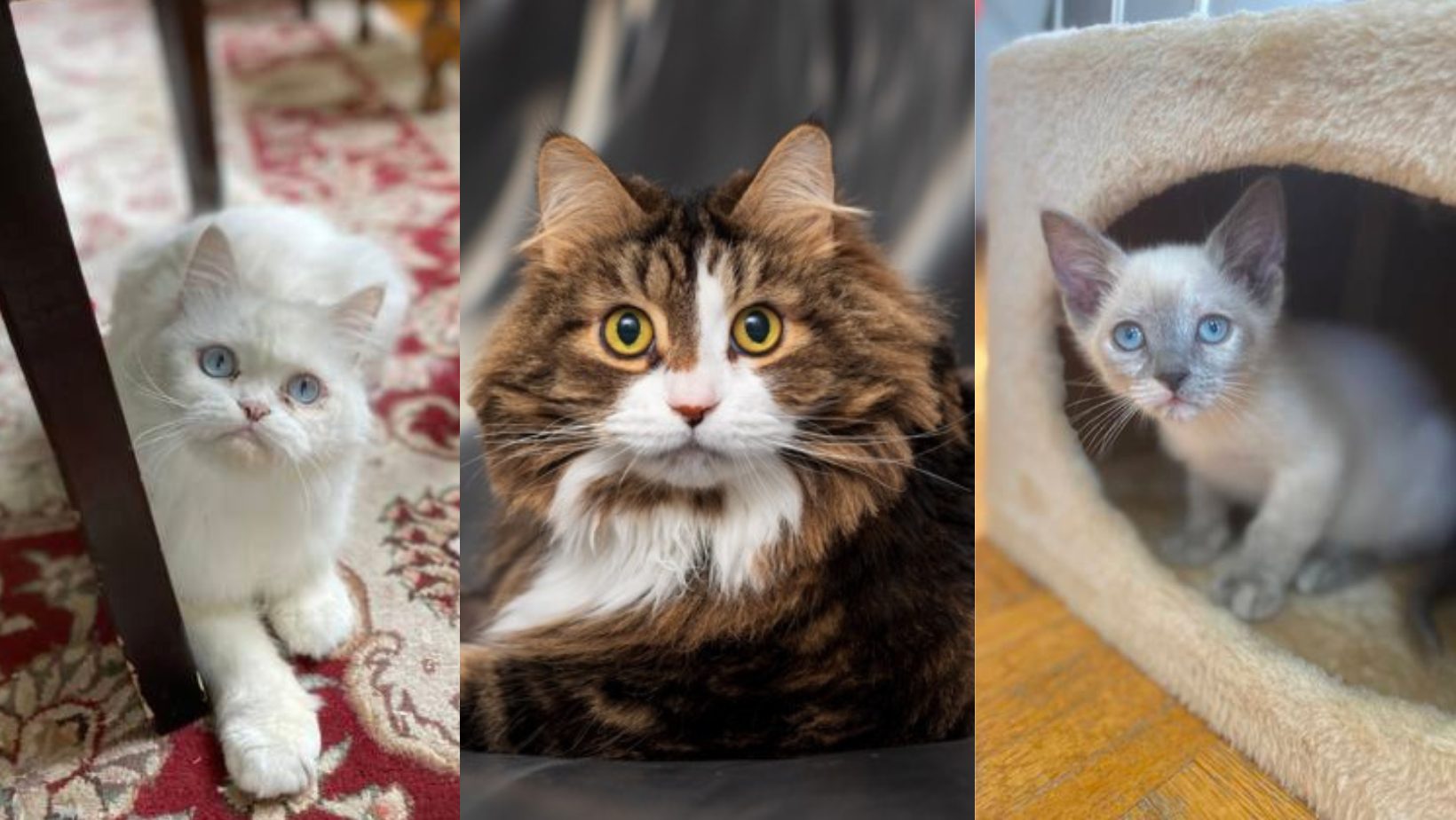 Adoptez un de ces adorables chats en cette Journée internationale du chat!