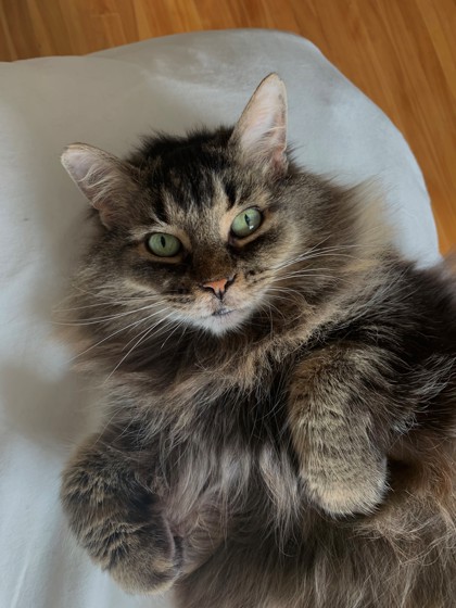 Sofia